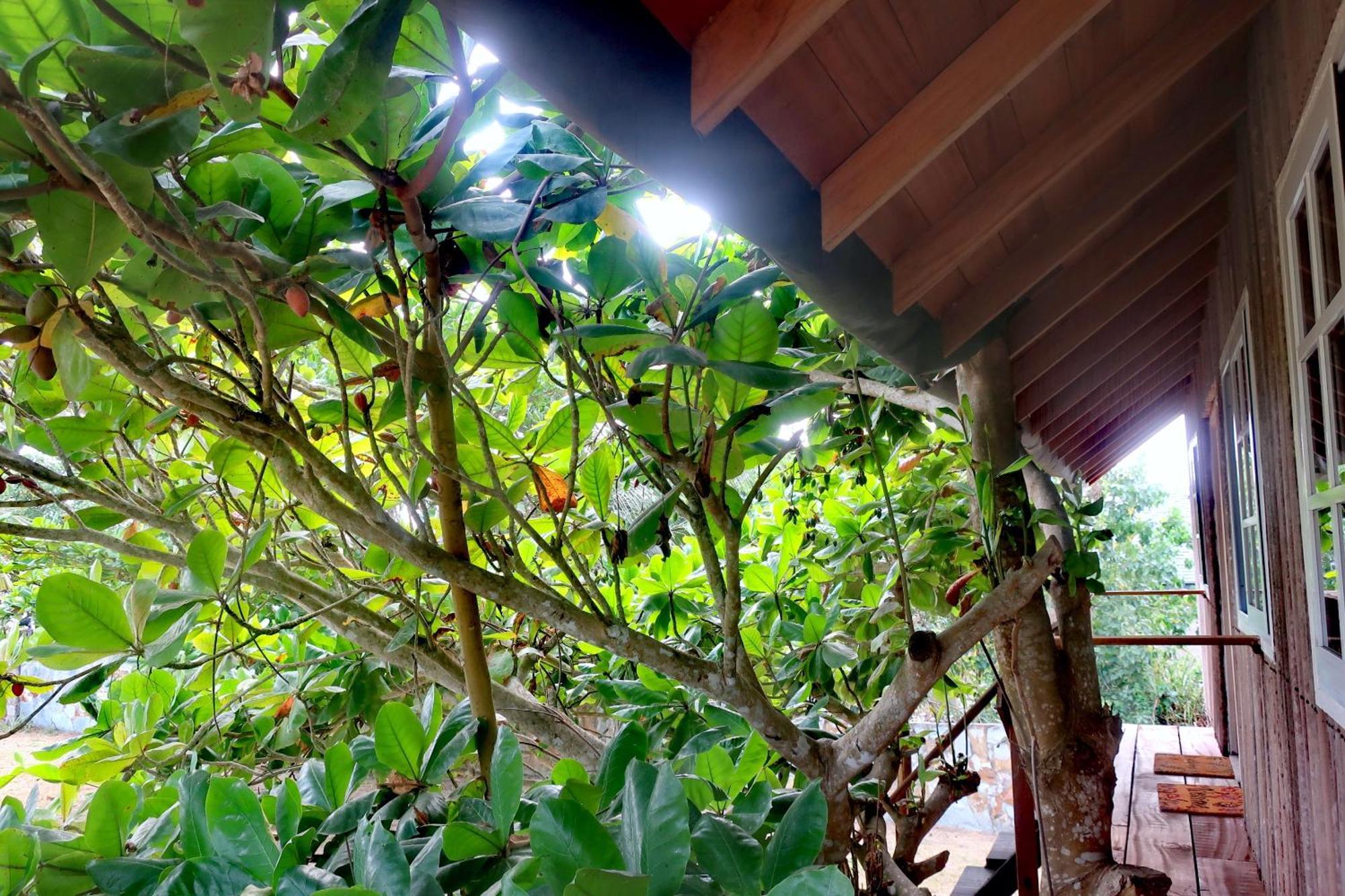 Afro Beach Eco Resort Butre 객실 사진